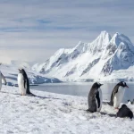 Antarctica Travel Guide