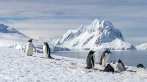 Antarctica Travel Guide