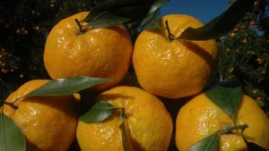 What to Eat in Bodrum?